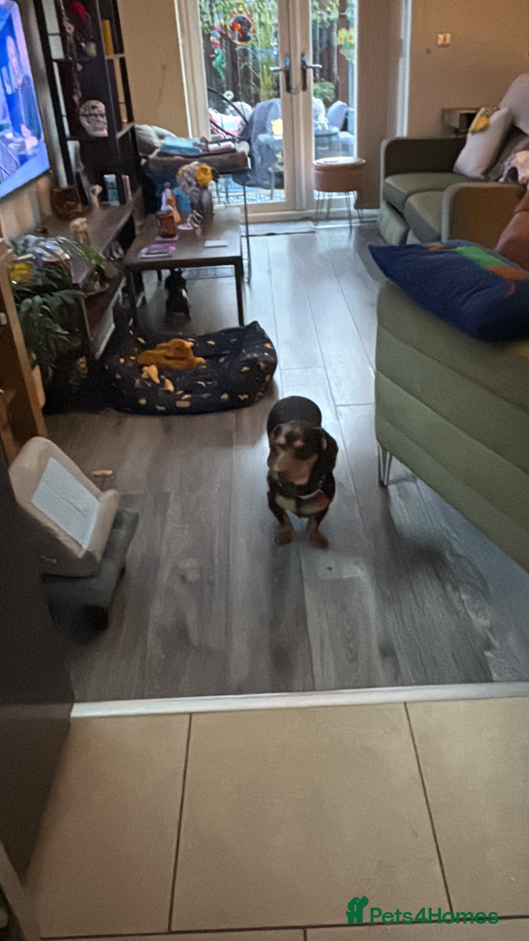 Mixed Breed dogs for sale: Standard Dashund x  - Image 8