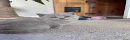 British Shorthair cats for sale: Tica registered British Shorthair Kittens  - Advert 31