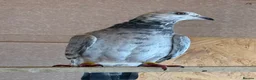 Pigeons birds for sale: Afghani pigeons & 6 Female Racing for Sale  in London - Advert 2