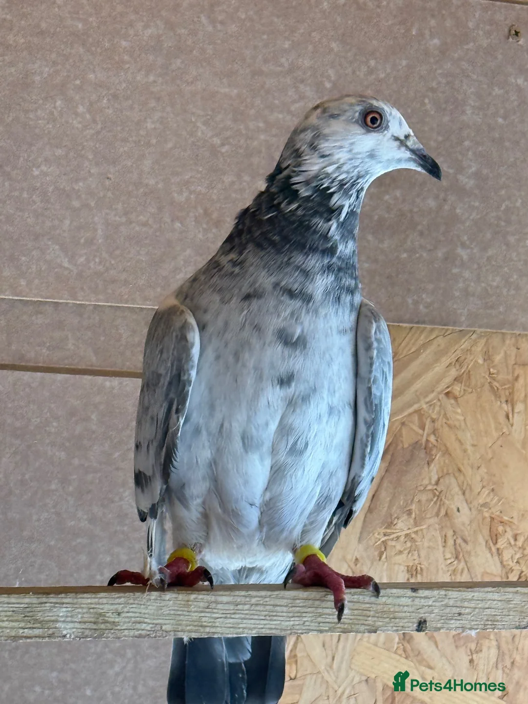 Pigeons birds for sale: Afghani pigeons & 6 Female Racing for Sale  in London - Advert 2