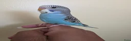 Budgerigars birds for sale: Super friendly hand tamed baby budgies for sale  - Advert 1