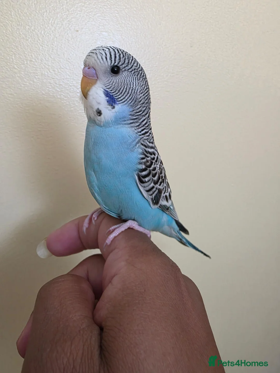 Budgerigars birds for sale: Super friendly hand tamed baby budgies for sale  - Advert 1