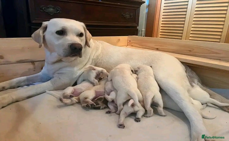 Labrador Retriever dogs - Advert 1