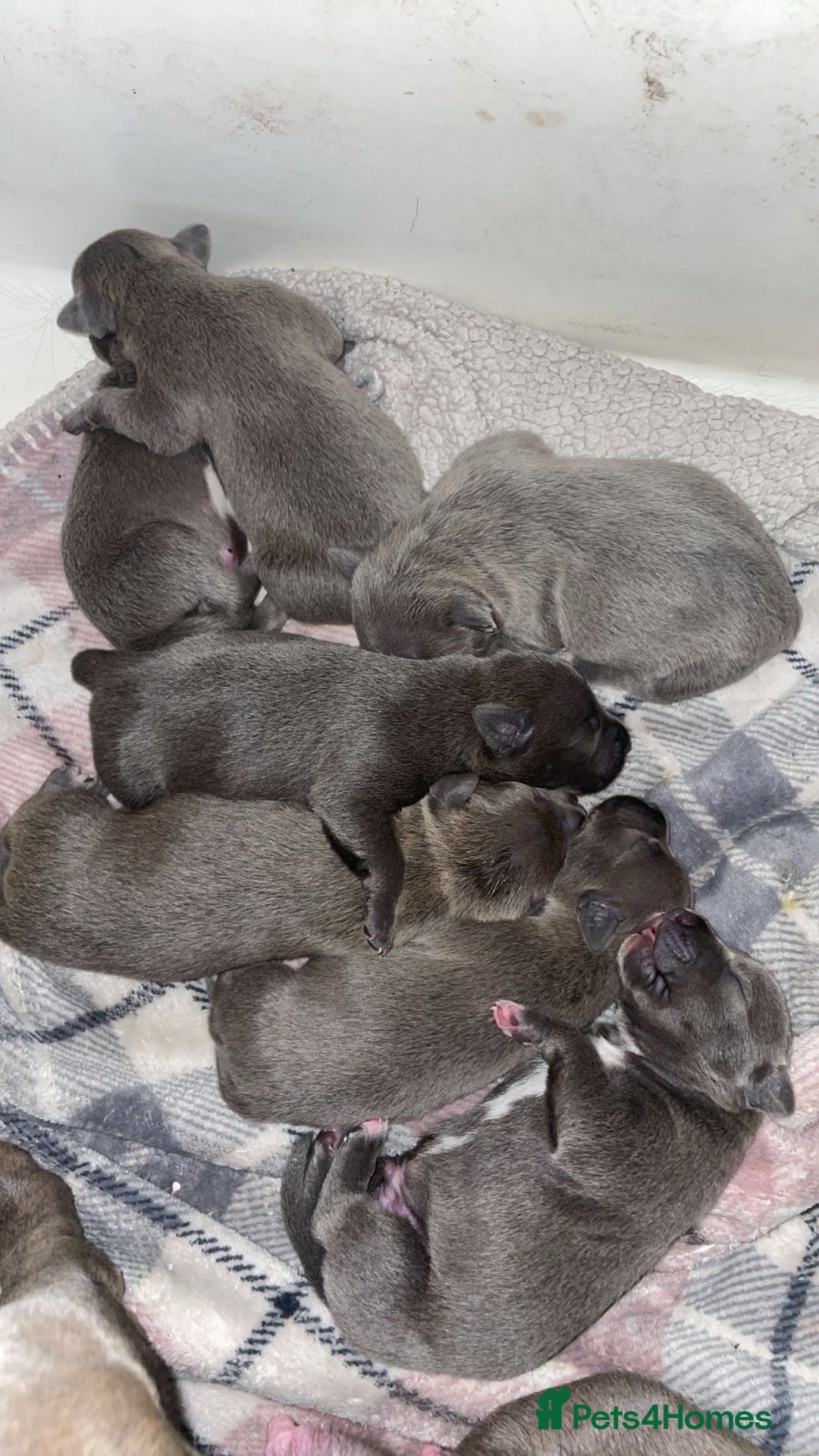 Staffordshire Bull Terrier dogs for sale: Blue Staffordshire bull terriers - Advert 2