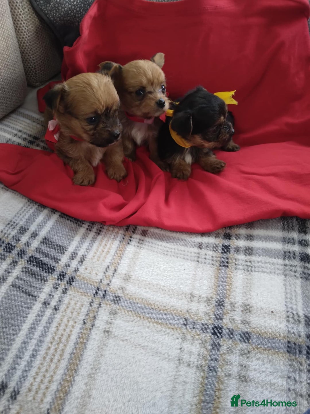 Chorkie dogs for sale: Chihuahua  Cross Yorkshire  - Image 4