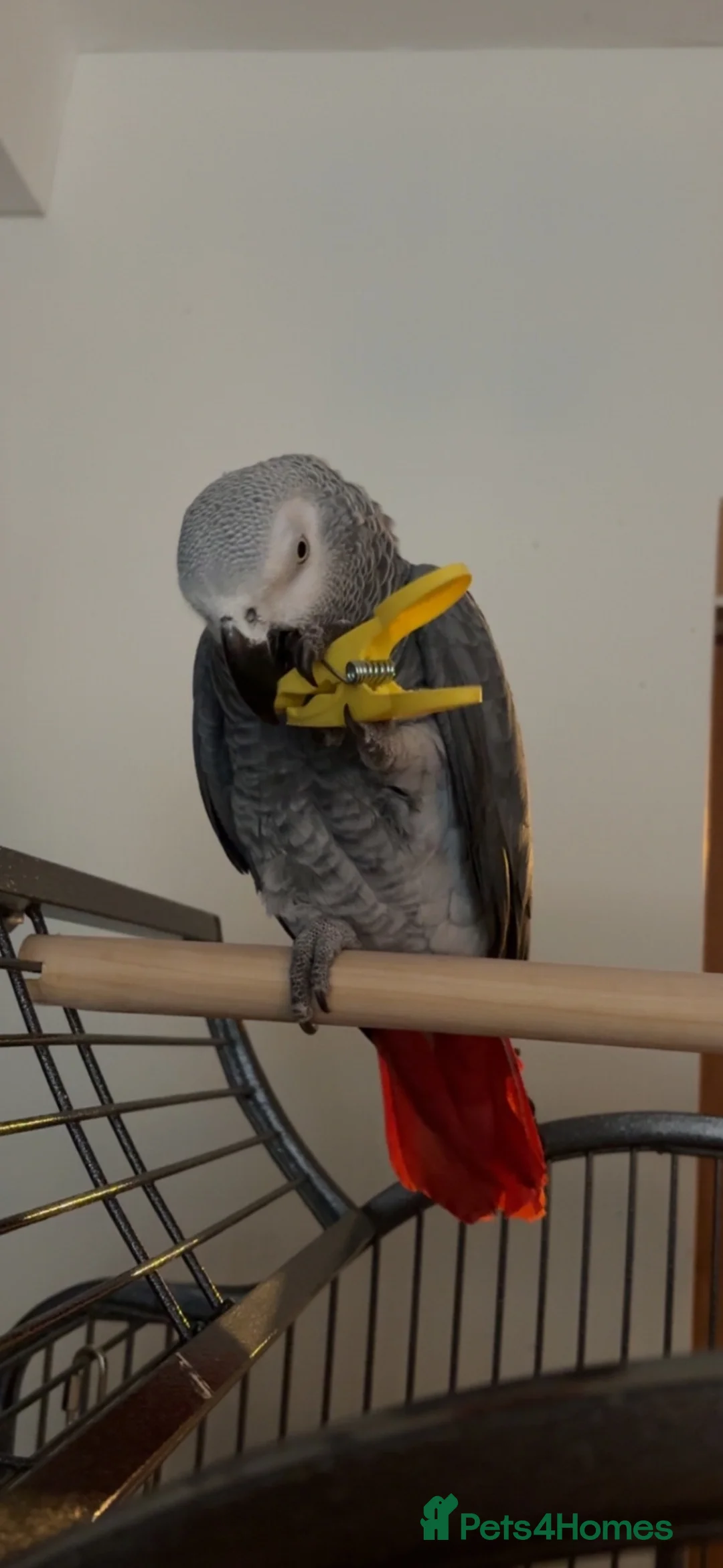 Parrots birds for sale: Very Talkative African Grey For Sale in Market Drayton - Advert 3