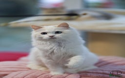 Ragdoll cats for sale: Rare colour GCCF kittens from Champion lines - Image 3