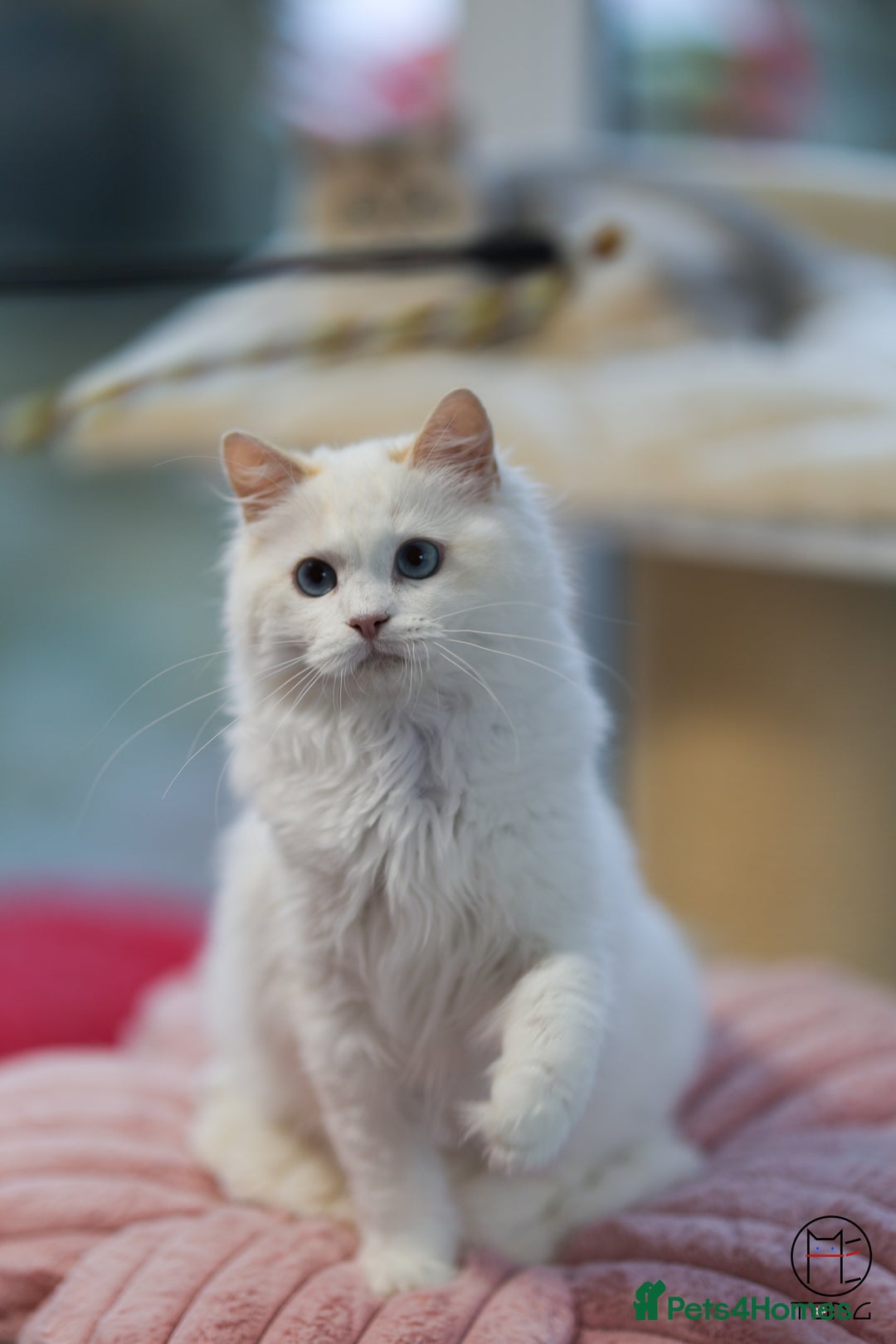 Ragdoll cats for sale: Rare colour GCCF kittens from Champion lines - Image 3