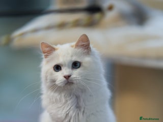 Ragdoll cats - Advert 19