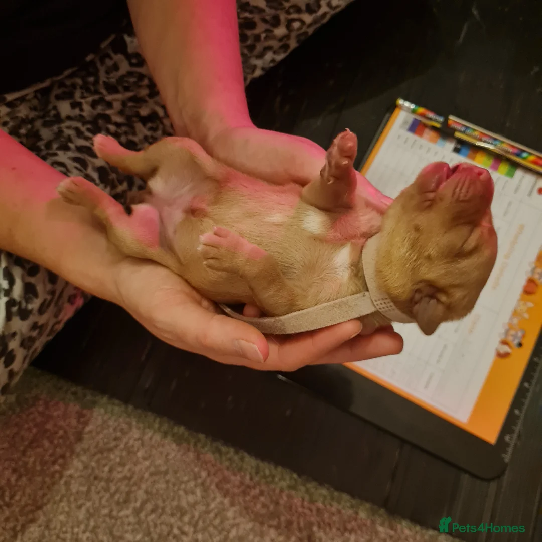 Labrador Retriever dogs for sale: Fox Red labrador retriever puppies for sale  in Basildon - Advert 2