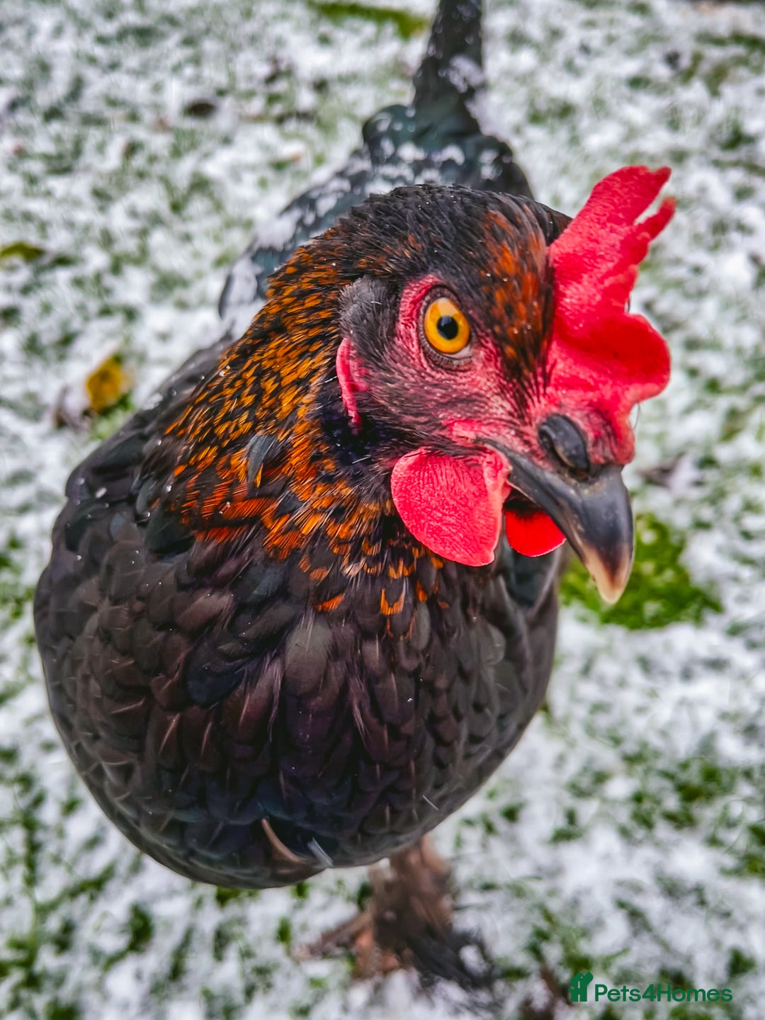 Chickens poultry for sale: Two hybrid chickens for sale - Image 3