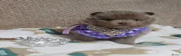 Pomeranian dogs for sale: Amazing Tiny lilac pomeranian girls  - Advert 7
