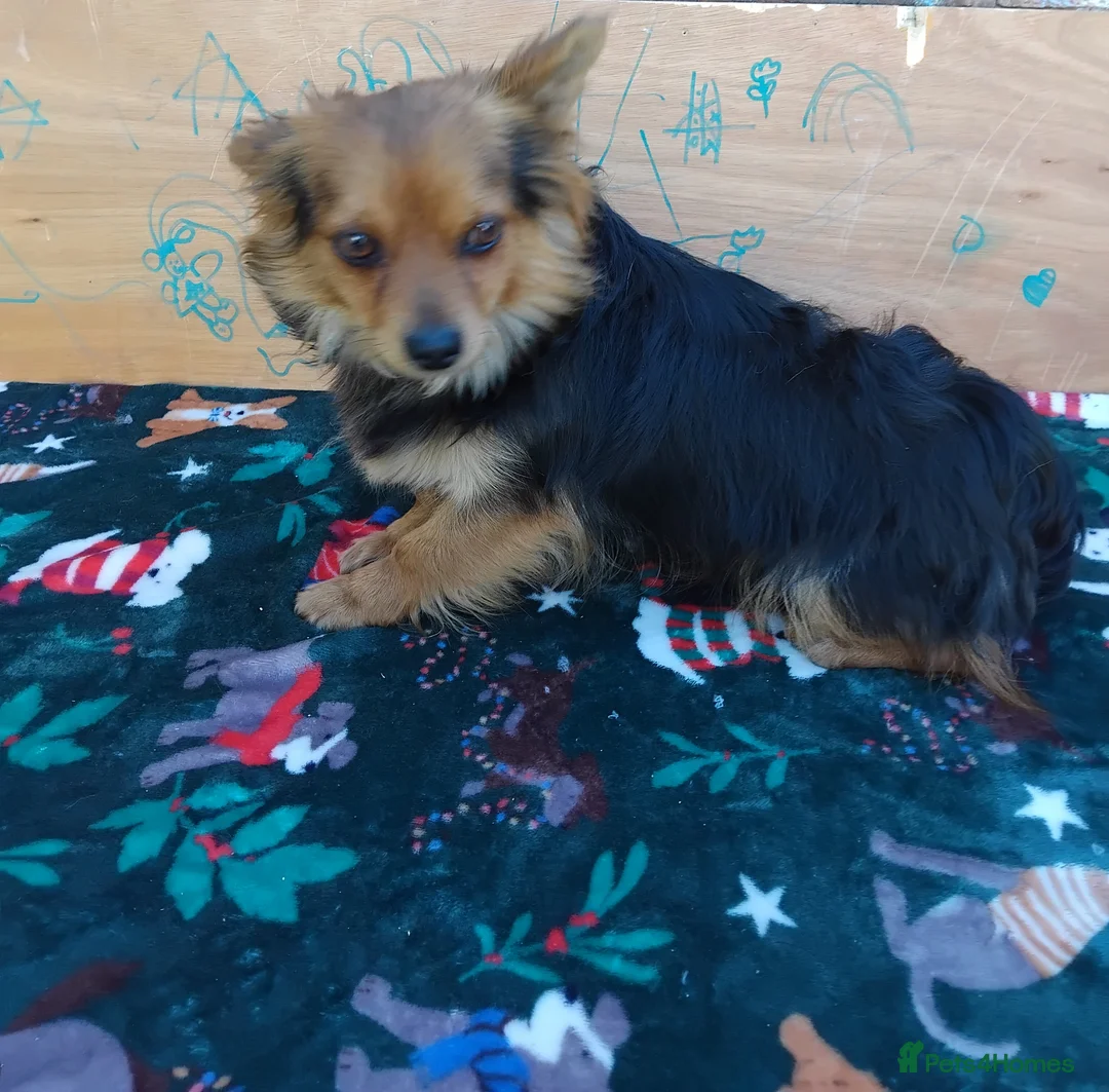 Pomchi dogs for sale: 4 beautiful black and tan pomchi puppies  - Advert 2