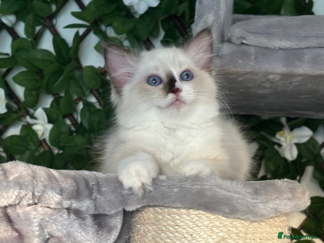 Ragdoll cats for sale: TICA, DNA tested, 5 gen pedigree  - Image 18