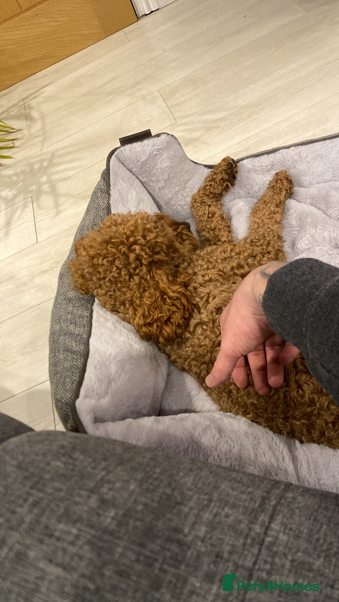 Cockapoo dogs for sale: Winnie Female cockapoo  - Image 2