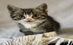 British Shorthair cats for sale: Beautiful British shorthair x - Image 3