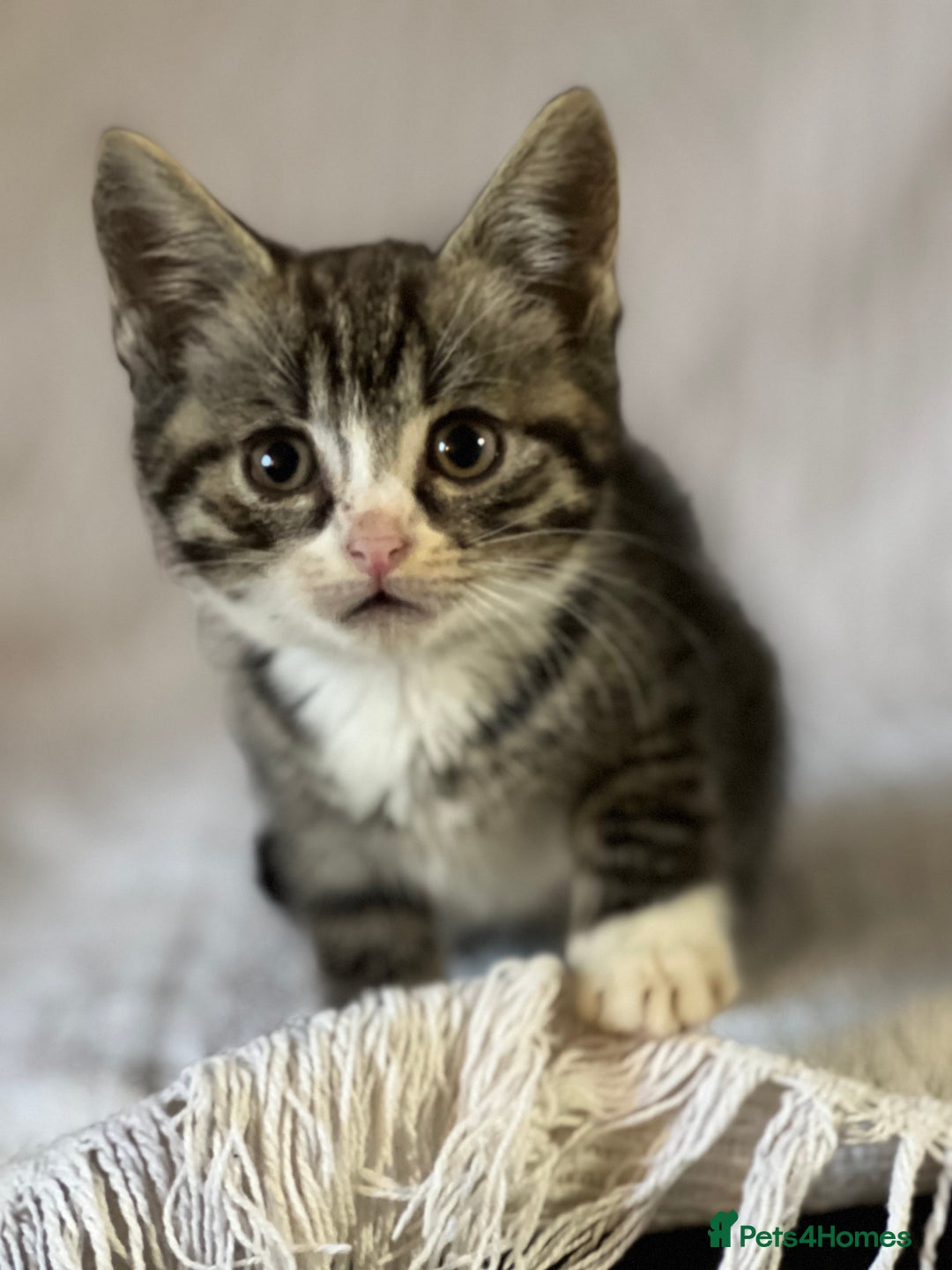 British Shorthair cats for sale: Beautiful British shorthair x - Image 3