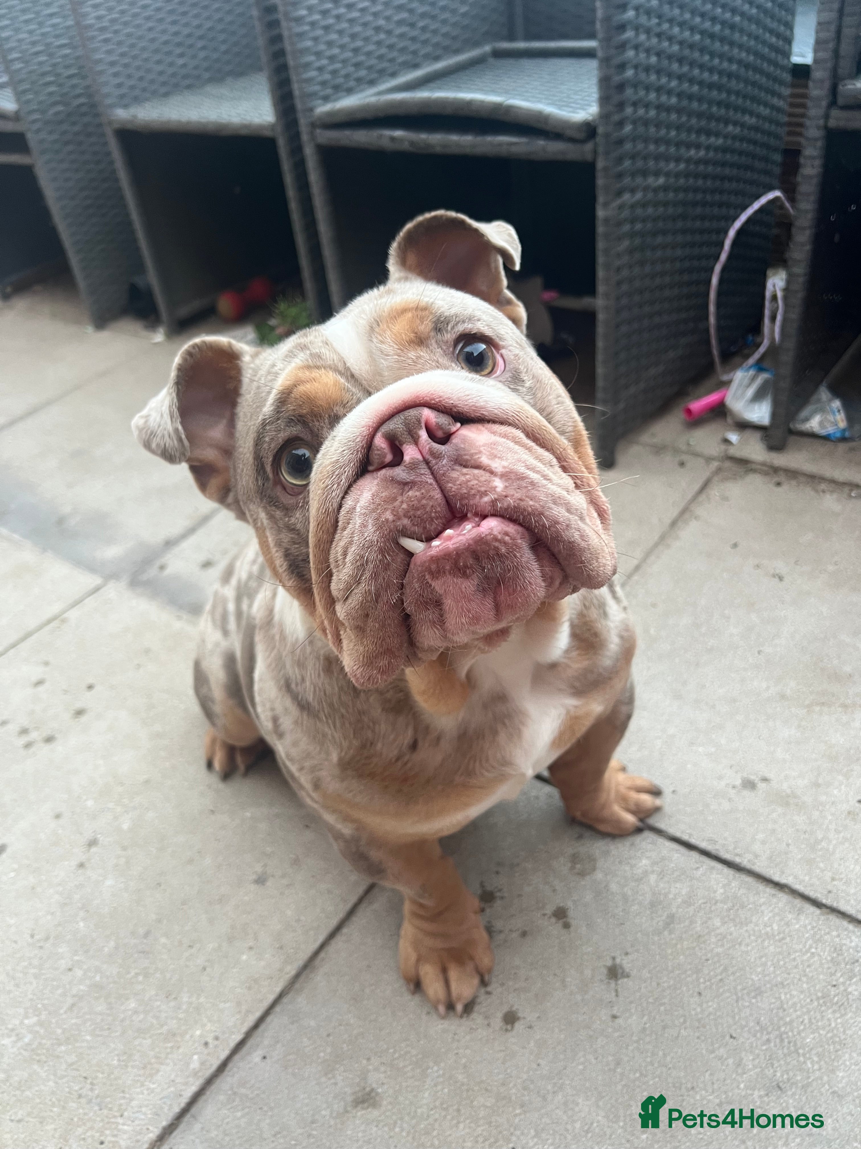 English Bulldog dogs Up for stud £200  - Advert 7
