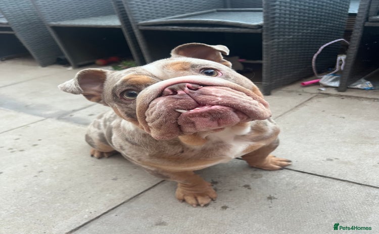 English Bulldog dogs Up for stud £200  - Advert 1