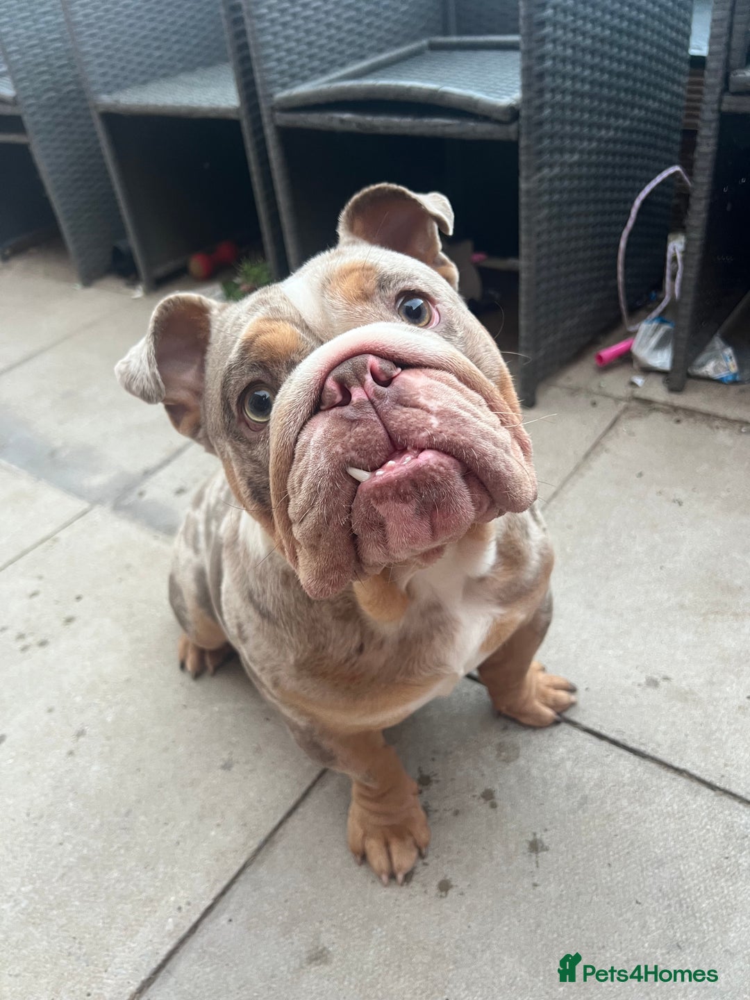English Bulldog dogs for stud: Up for stud £200  - Advert 1