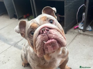English Bulldog dogs for stud: Up for stud £200 - Advert 1