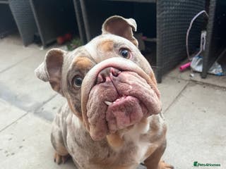 English Bulldog dogs Up for stud £200 - Advert 21
