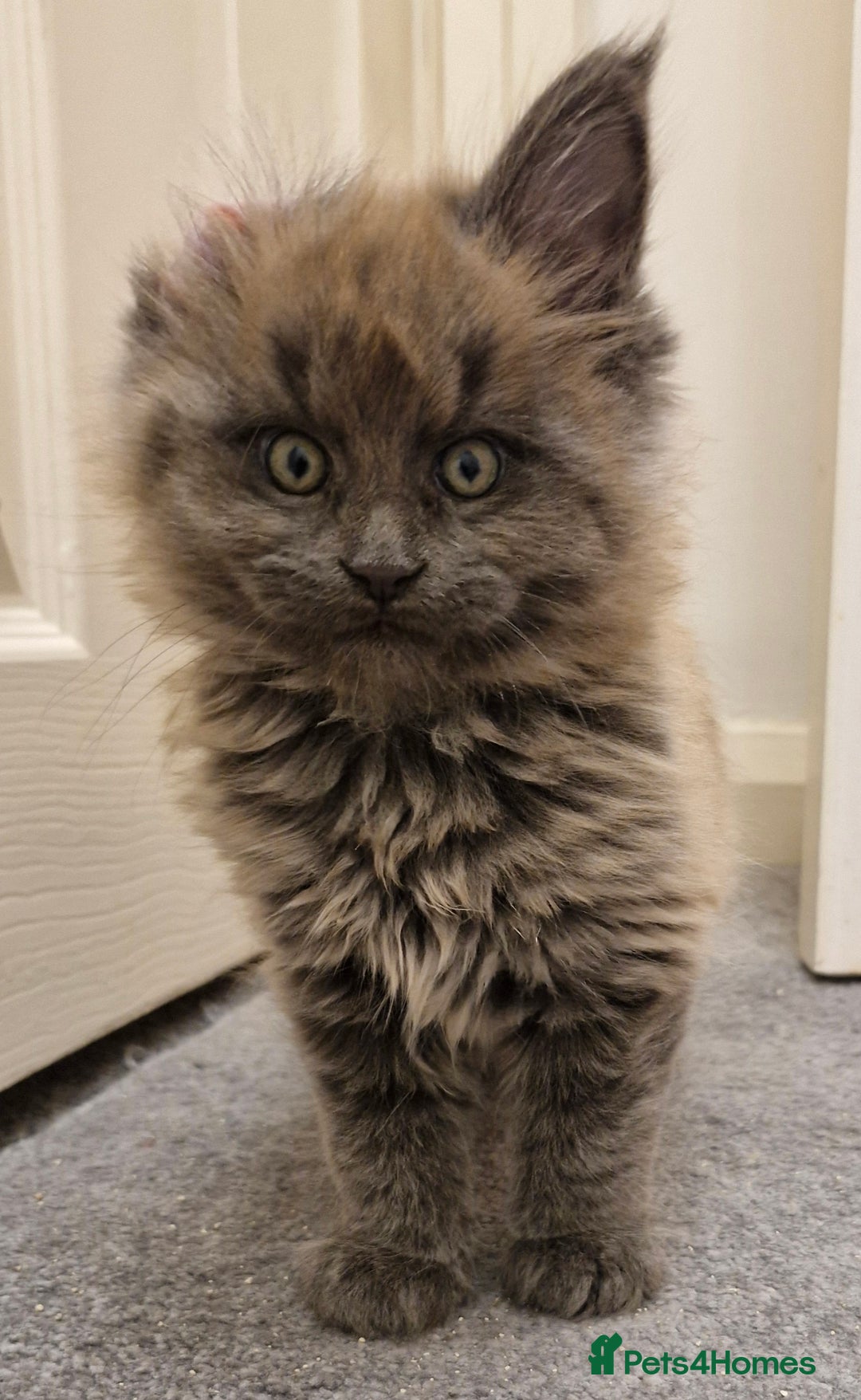 Maine Coon cats for sale: XL RUSSIAN LINE BOY - Advert 3