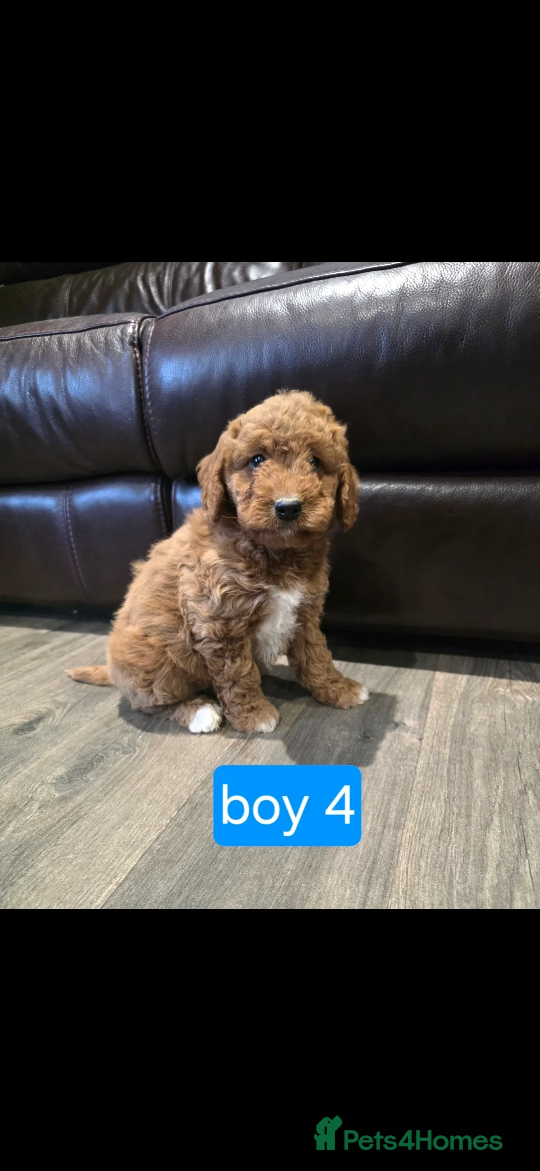Cockapoo dogs for sale: Adorable Cockapoo pups ready to go 🐾 - Advert 31
