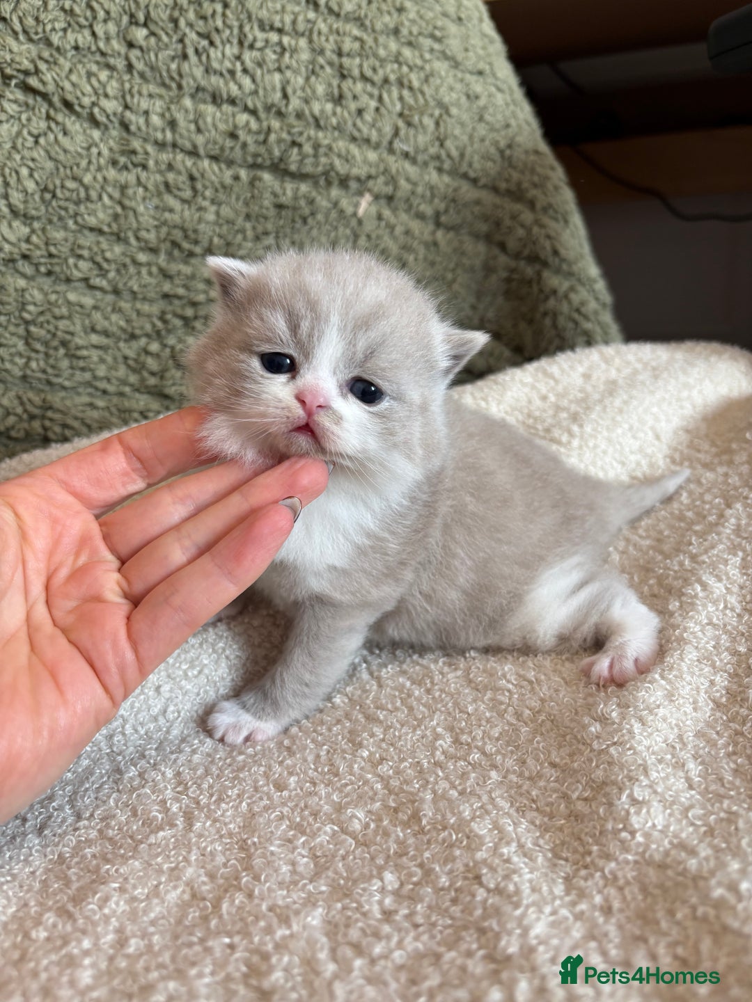 British Shorthair cats for sale: ✨ Gccf Champion Parents. Lilac bi colour male ✨ - Advert 12