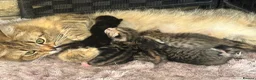 Persian cats for sale: X6 Beautiful fluffy persian X Bengal kittens  - Advert 4