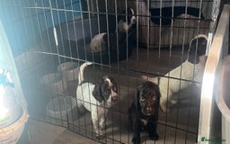 Sprocker dogs for sale: Sprocker puppies - Image 10