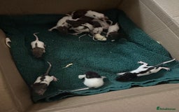 Rat rodents for sale: BABY RAT PUPS - Image 1