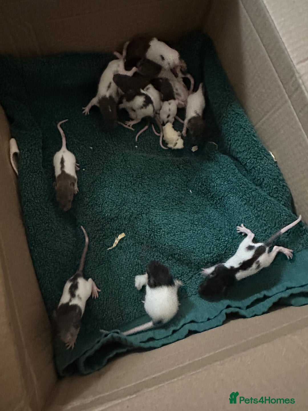 Rat rodents for sale: BABY RAT PUPS - Image 1
