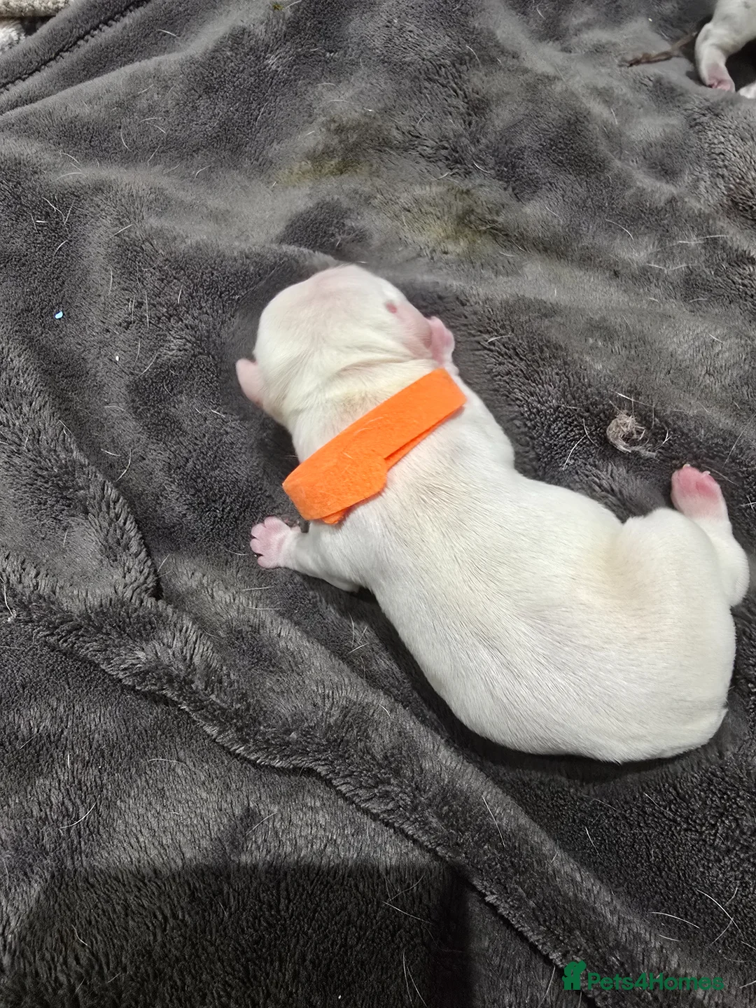 French Bulldog dogs for sale: French bulldog puppies  - Advert 2