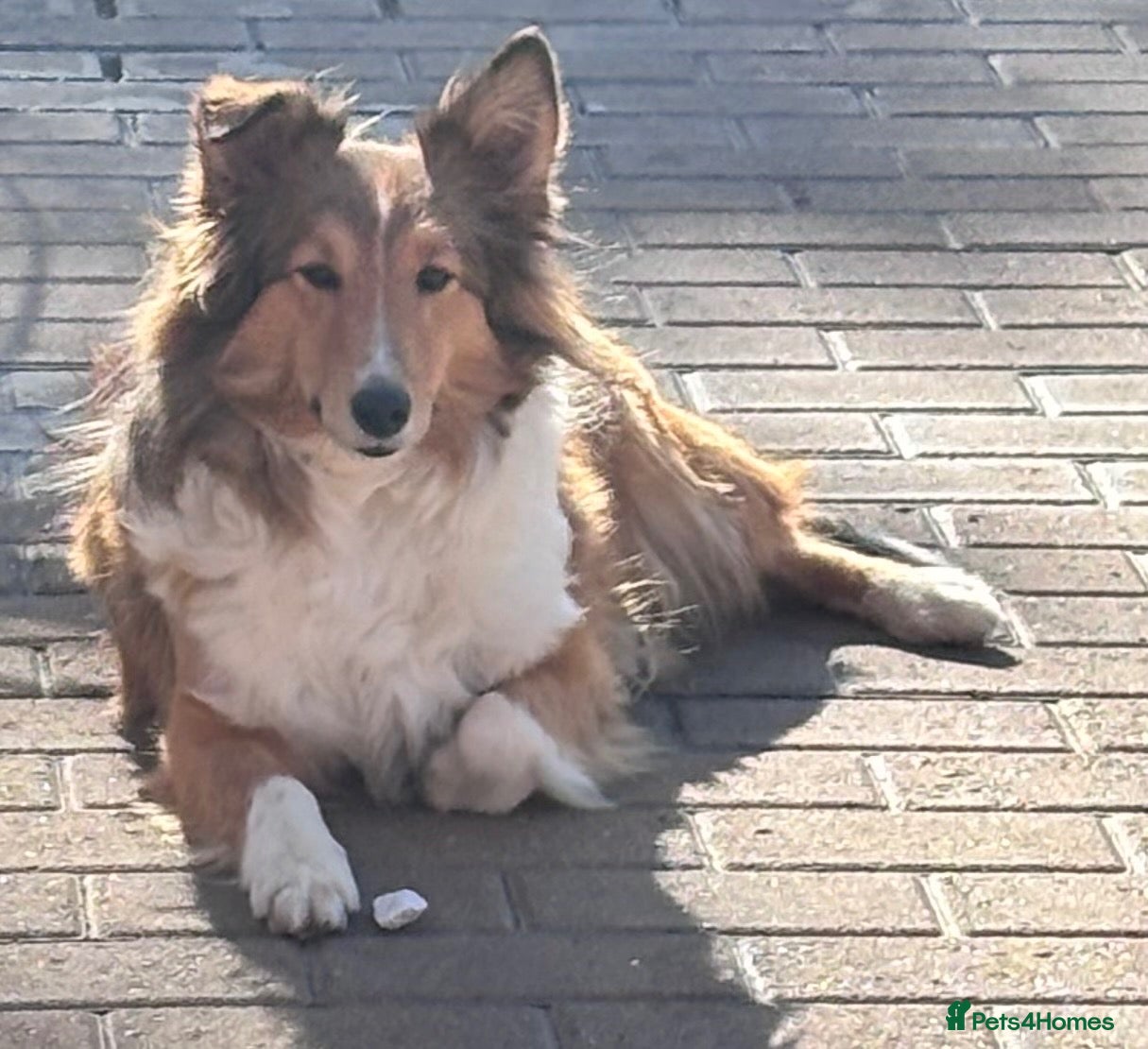 Shetland Sheepdog dogs Sable Shetland sheepdog girl  - Advert 2