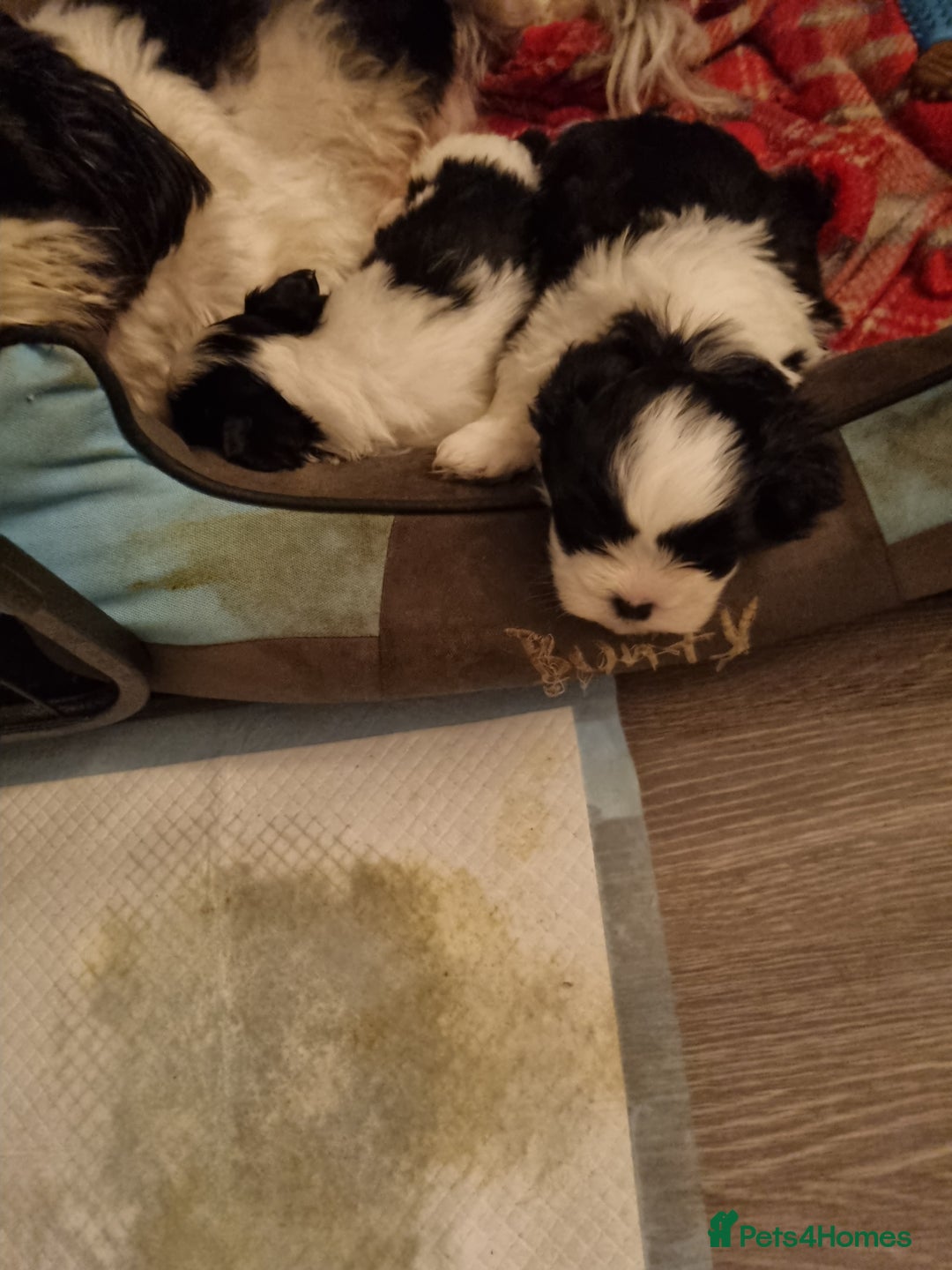 Shih Tzu dogs for sale: Shih tzus pups for sale - Advert 4