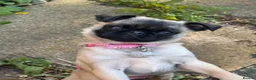 Pug dogs for sale: Tiny little pug girl olive 🫒  in Chislehurst - Advert 1