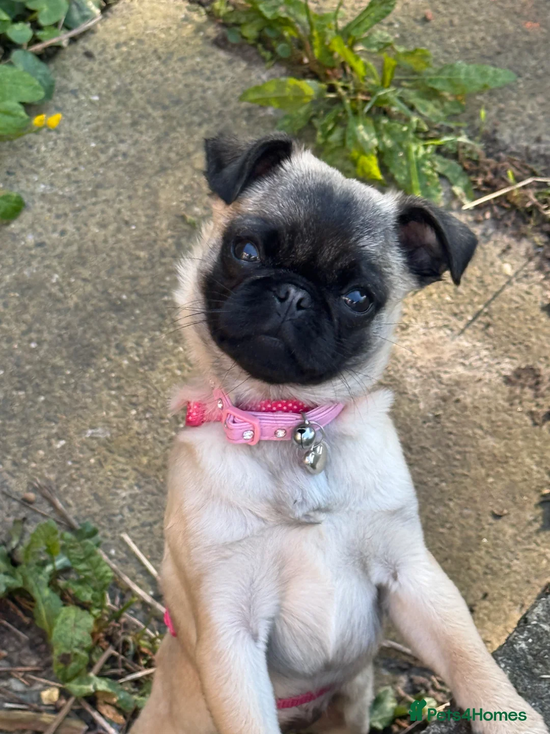 Pug dogs for sale: Tiny little pug girl olive 🫒  in Chislehurst - Advert 1