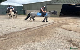 Welsh Section C horses for sale: Mr Frankby  - Image 8