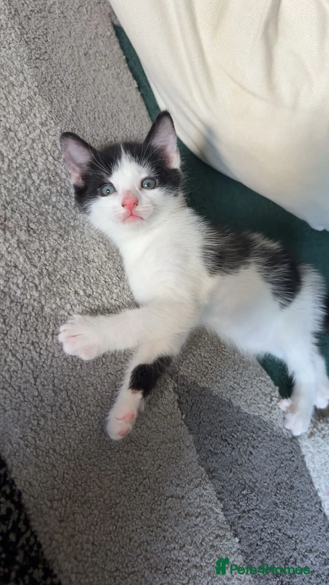 Mixed Breed cats for sale: Beautiful little of black and white fluffy kittens - Advert 2
