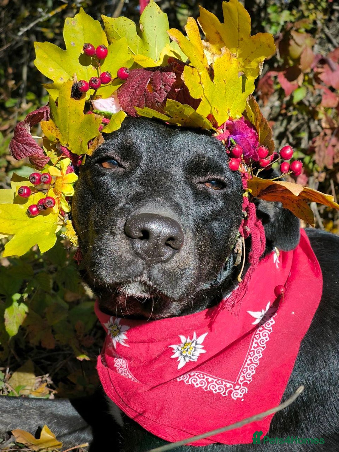 Mixed Breed dogs for adoption: 💖🐶 BLACKY 🐶💖 - Advert 16
