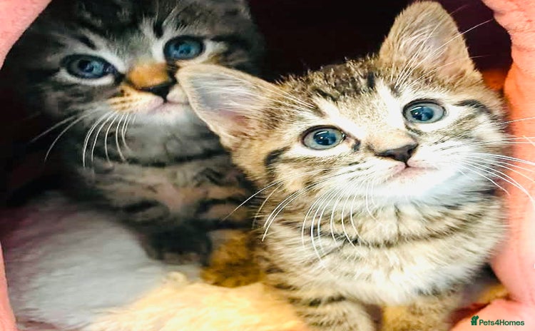 Mixed Breed cats - Advert 4