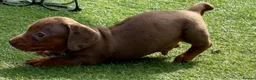 Dachshund dogs for sale: Beautiful, loving, Daschound babies - Advert 7