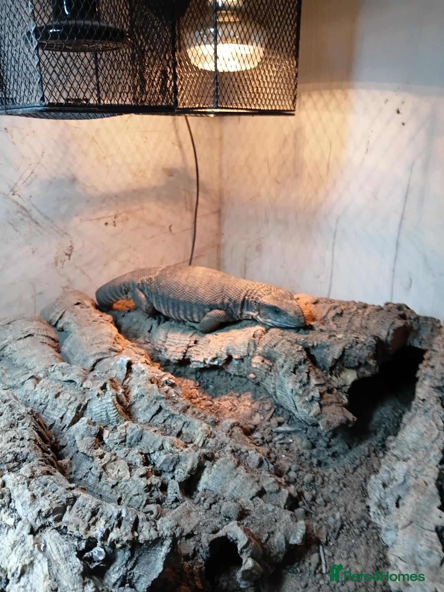 Monitor reptiles Monty looking for a new home  - Advert 14