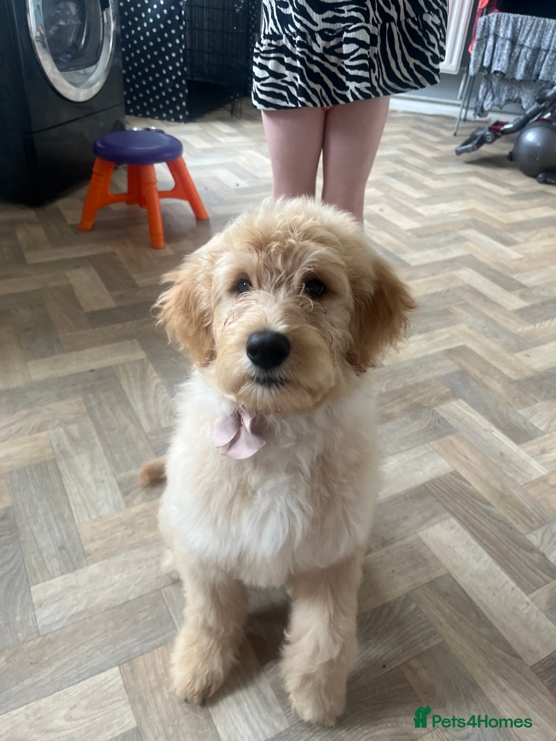 Goldendoodle dogs for sale: Our beautiful bailey the goldendoodle ❤️ - Image 4