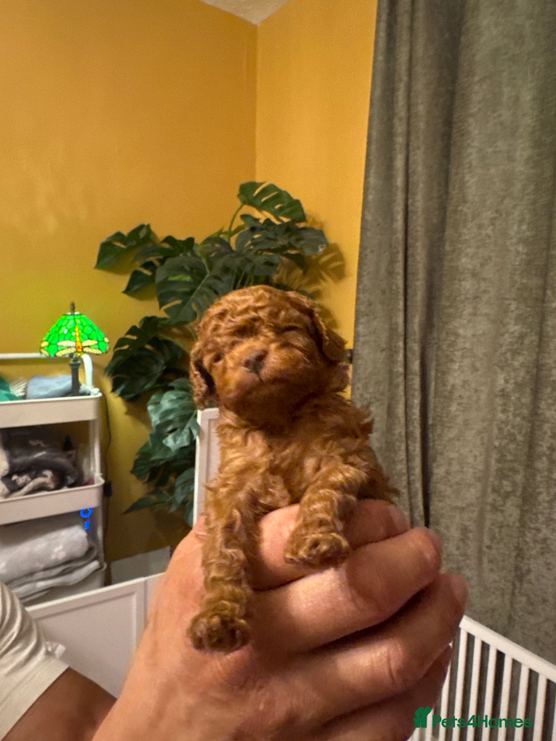 Cavapoo dogs for sale: F1b Cavapoo extensively health tested mum&dad  - Advert 14