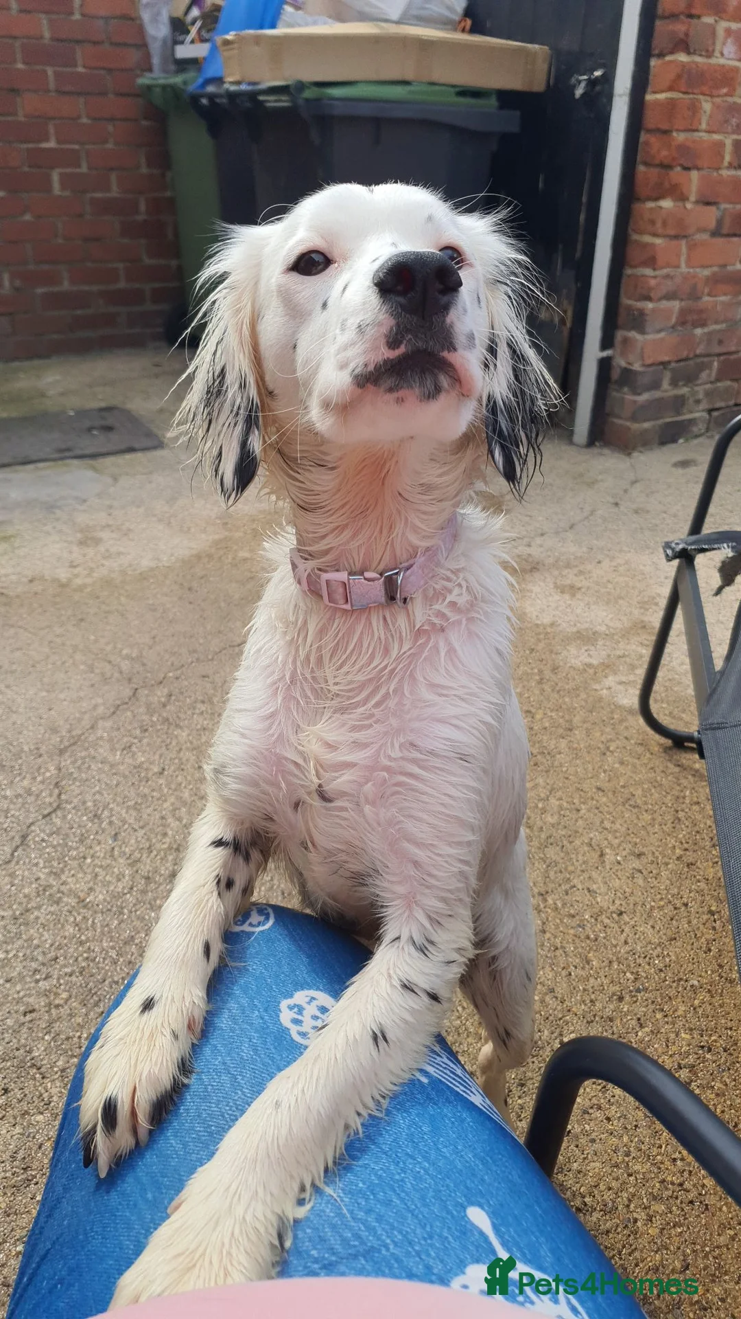 Cocker Spaniel dogs for sale: COCKER Spaniel Miikka in Peterlee - Advert 2
