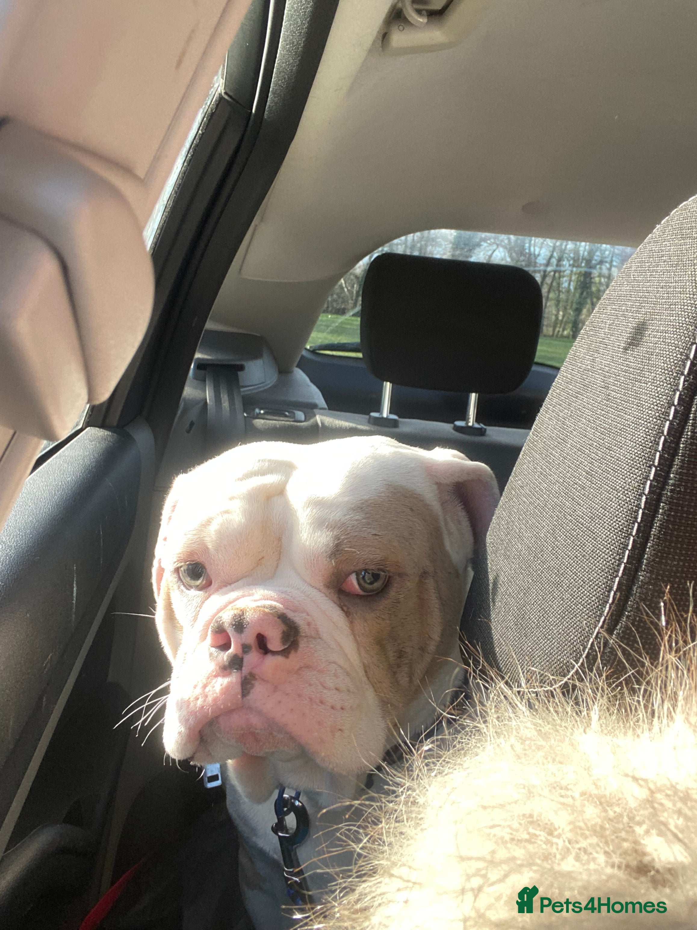 Old Tyme Bulldog dogs Old Tyme English bulldog in Cwmbran - Advert 1