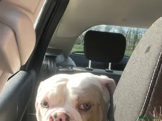 Old Tyme Bulldog dogs Old Tyme English bulldog in Cwmbran - Advert 1