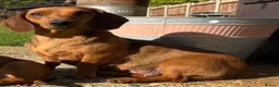Jackshund dogs for sale: Daschund x Jack russell puppies  - Advert 4